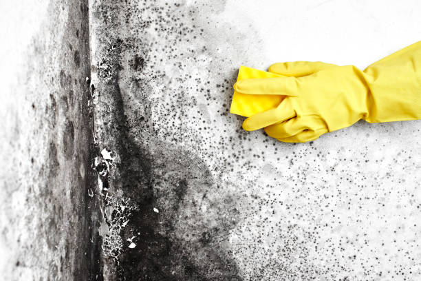 Best Real Estate Mold Inspection  in Attica, IN