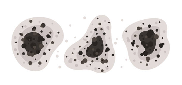 Best Mold-Related Health Consultation  in Attica, IN